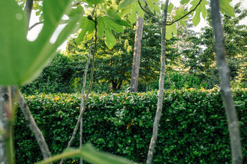 fig trees, green hedge, garden in summer