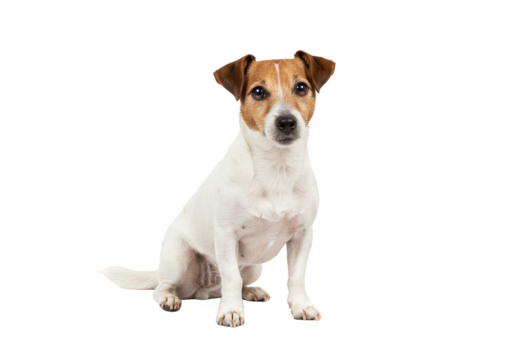 Cute Jack Russell Terrier Pet Portrait on Transparent Background