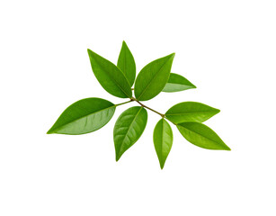 Obraz premium Fresh Green Leaves on Branch with Visible Veins and Glossy Texture.