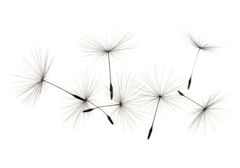 Dandelion Seed Macro Photo Transparent Background Floral Spring Fluffy