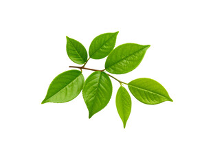 Fresh Green Leaves on a Branch with Visible Veins and Serrated Edges.