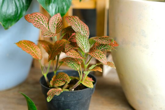 Red Fittonia, Nerve plant, fittonia albivenis, mossaic plant, leaves background. Decorated plant, houseplant, leaves pattern