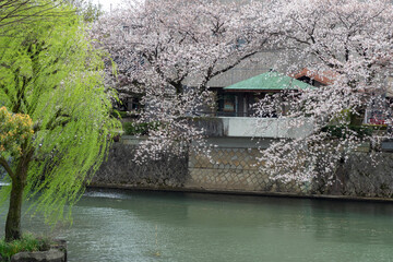 cherry blossoms
