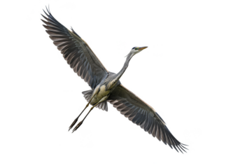 Flying Heron Isolated Wildlife Bird with Wingspan Transparent Background