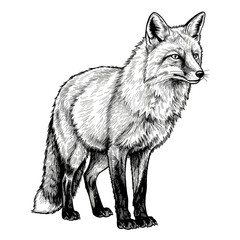 Fototapeta premium Fox Illustration Wildlife Animal Mammal Graphic Isolated Background