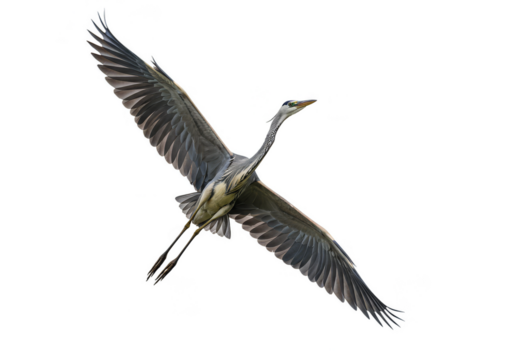 Flying Heron Isolated Wildlife Bird with Wingspan Transparent Background