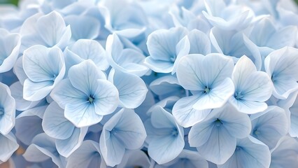 blue hydrangea flowers, Hydrangea macrophylla, Blue and white flowers, Spring flowers illustration, Floral background, Botanical illustration, Nature illustration