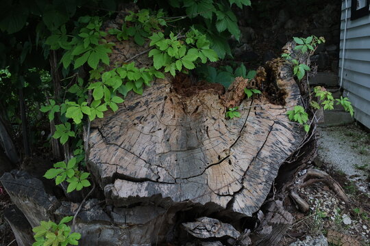 old tree trunk