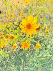 yellow flowers in the nature