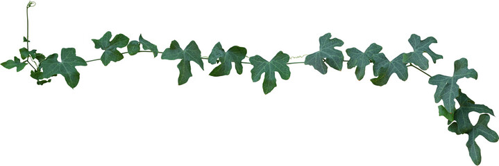 Vine plant, Branch creeper leaf green, Liana tropical nature.