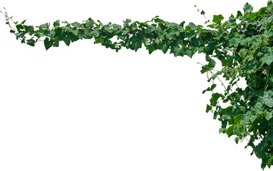 Vine plant, Branch creeper leaf green, Liana tropical nature.