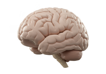 Detailed 3D Brain Anatomy Featuring Human Organ Intelligence Science Model