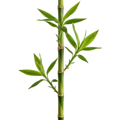 Obraz premium Vibrant green lucky bamboo stalk with lush leaves isolated on transparent background