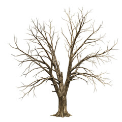 Obraz premium Illustration Detailed Bare Tree Branches Winter Isolated Transparent Design