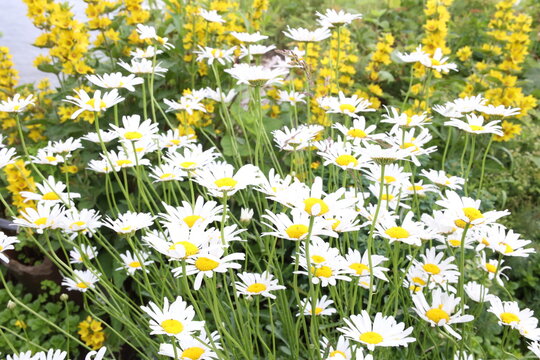field of daisies