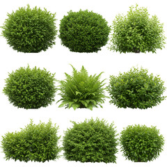 Isolated Bush Green Plants Transparent Background Foliage Decoration