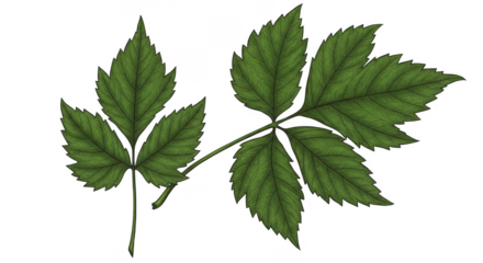 Green Leaf Foliage Transparent Background Botanical Illustration
