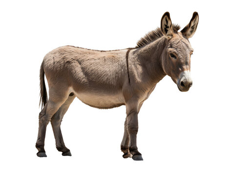 Isolated Donkey Animal Mammal in Transparent Background Wildlife Nature