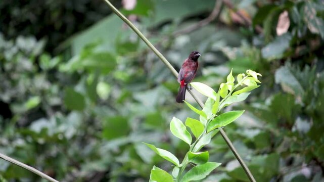 Ramphocelus dimidiatus