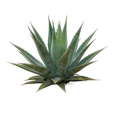 A large healthy agave plant with sharp pointed green leaves isolated on transparent background