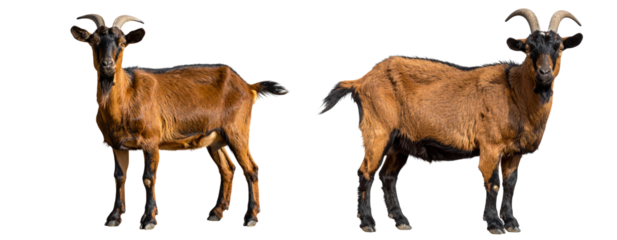  Side View Full Body Brown Goat with Horns Isolated on Transparent Background PNG