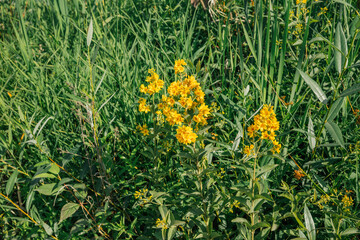 yellow flowers of garden loosestrife (Lysimachia vulgaris)