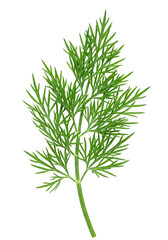 Naklejka premium Isolated Green Parsley Fern Leaf Transparent Background Detailed Image