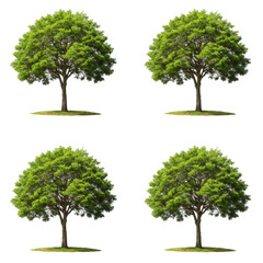 Isolated Green Tree Illustration Nature Plant Forest Natural Background