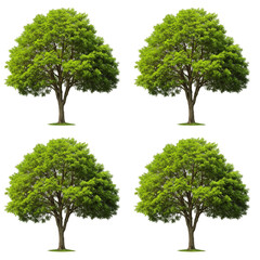 Isolated Green Tree Illustration on Transparent Background Design