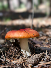 Close-up photo of Russula aurea mushroom growing in forest. Natural background.