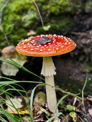 Close-up photo of poisonous red fly agaric or Amanita muscaria mushroom growing in forest. Natural background.