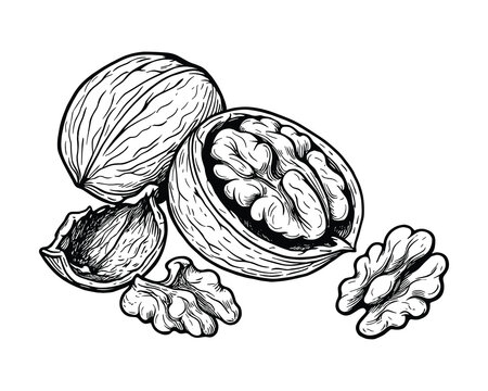 Walnut Vector Illustration, Detailed Walnut and Shell in Black and White Art