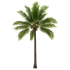 Isolated Palm Tree with Transparent Background Tropical Green Plant
