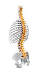 Obraz premium Realistic anatomical rendering showing the human spine, ribs, and pelvis in white and orange on a transparent background, ideal for medical reference.