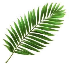 Fototapeta premium Tropical lush green leaf of palm tree isolated on white background. Ai Generated Images.