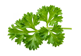 Isolated PNG of Fresh Green Parsley Herb Leafy Culinary Ingredient