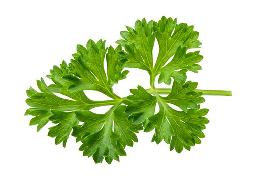 Isolated PNG of Fresh Green Parsley Herb Leafy Culinary Ingredient - Powered by Adobe