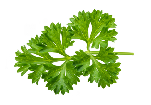 Isolated PNG of Fresh Green Parsley Herb Leafy Culinary Ingredient