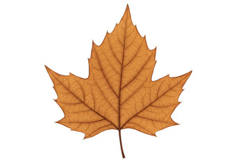 Fototapeta premium Isolated Autumn Leaf Transparent Background Fall Season Nature Element