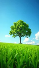 Poster Single tree in verdant field, clear sky above , outdoor, solitary, landscape