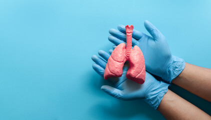 Healthy red lung model in doctor hands on pastel green background. nurse hands giving a red lung, family life insurance, world heart day, world health day.