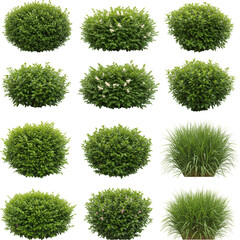 Isolated Green Bushes Round Transparent Background Garden Shrub Foliage