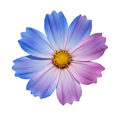 Obraz premium Isolated Transparent Cosmos Flower Detailed Floral with Purple and Blue