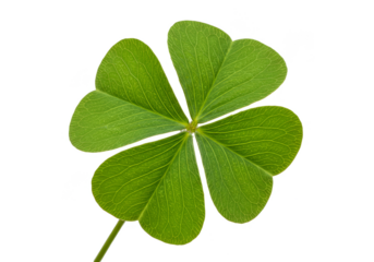 Green Clover Luck Leaves Shamrock Spring Season on Transparent Background