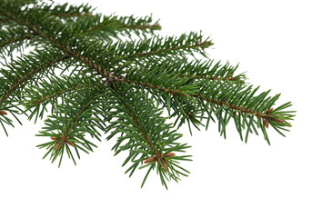 Green Fir Branch on Transparent Background Evergreen Tree Isolated