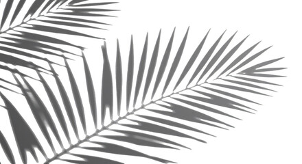 Isolated Tropical Palm Leaf Foliage Frond Silhouette Transparent Backdrop