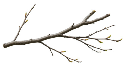 Isolated Twig Branch Detailed Brown Wood Plant Nature Element