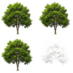 Green Trees Isolated Transparent Backgrounds Nature Plant Forest Outdoor