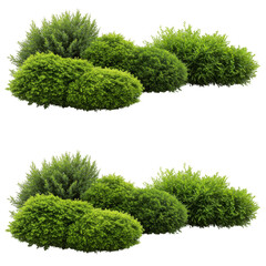Isolated Green Bush Foliage Plant Shrub Garden Nature Cutout PNG