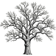 Isolated White Tree Illustration Silhouette on Transparent Background